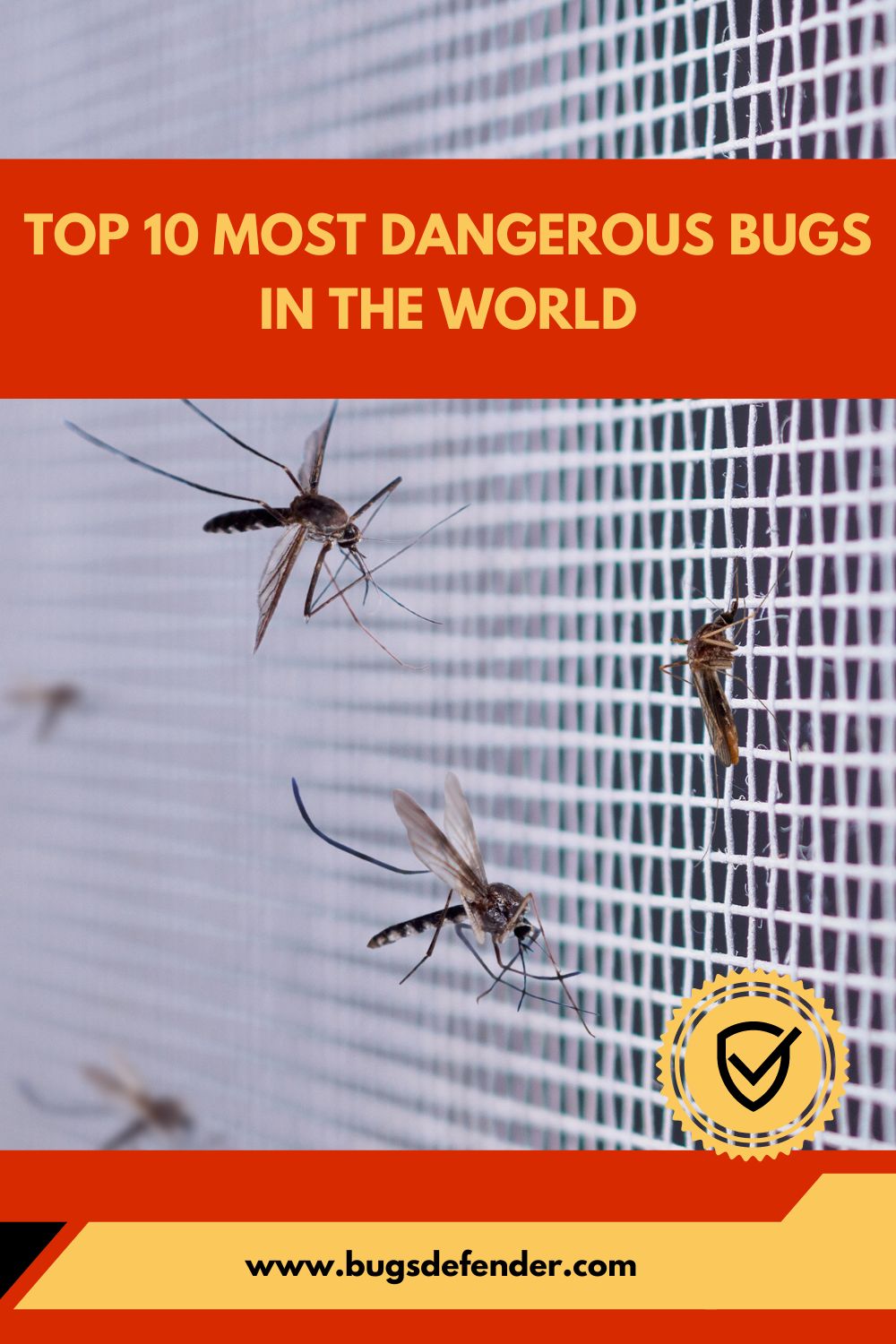 Top 10 Most Dangerous Bugs in The World pin2