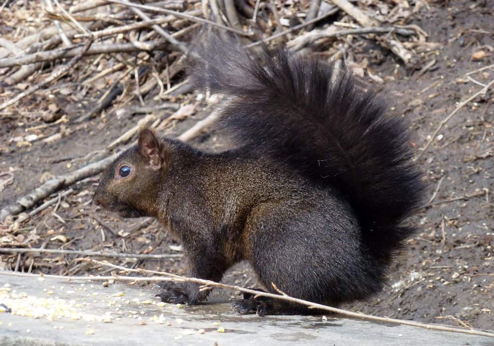 are black squirrels dangerous