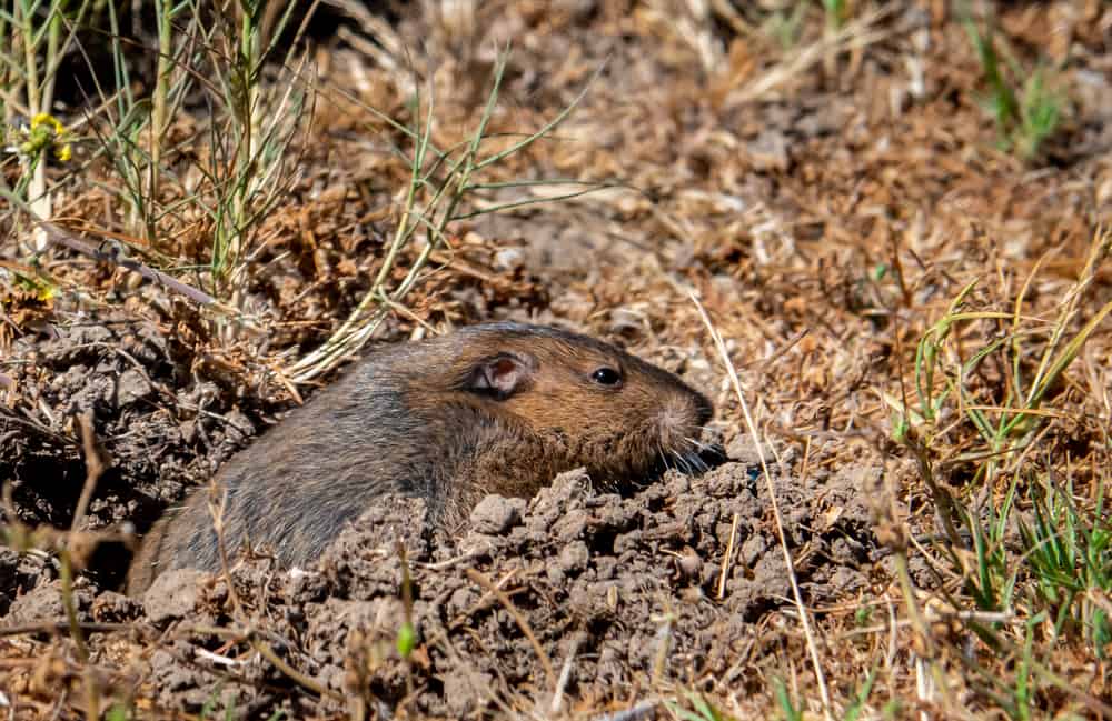 how to get rid of Moles and Gophers home remedies