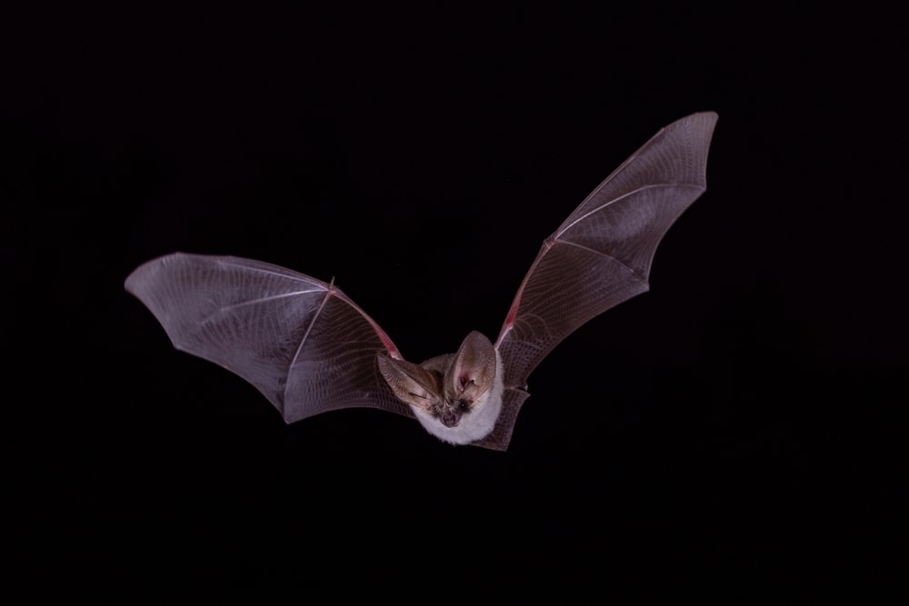 how to get rid of bats home remedies