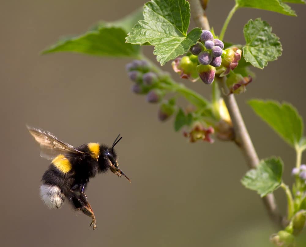 how to get rid of bumble bees
