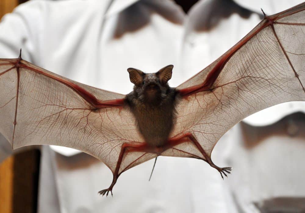 5 Home Remedies to Get Rid of Bats Quickly1