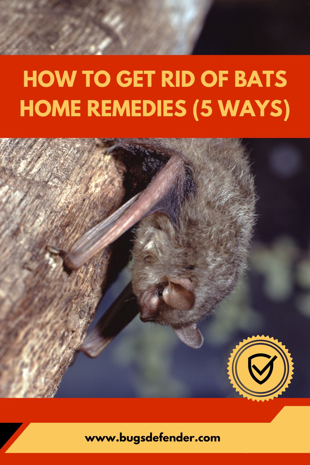 How To Get Rid Of Bats Home Remedies (5 Ways) pin1