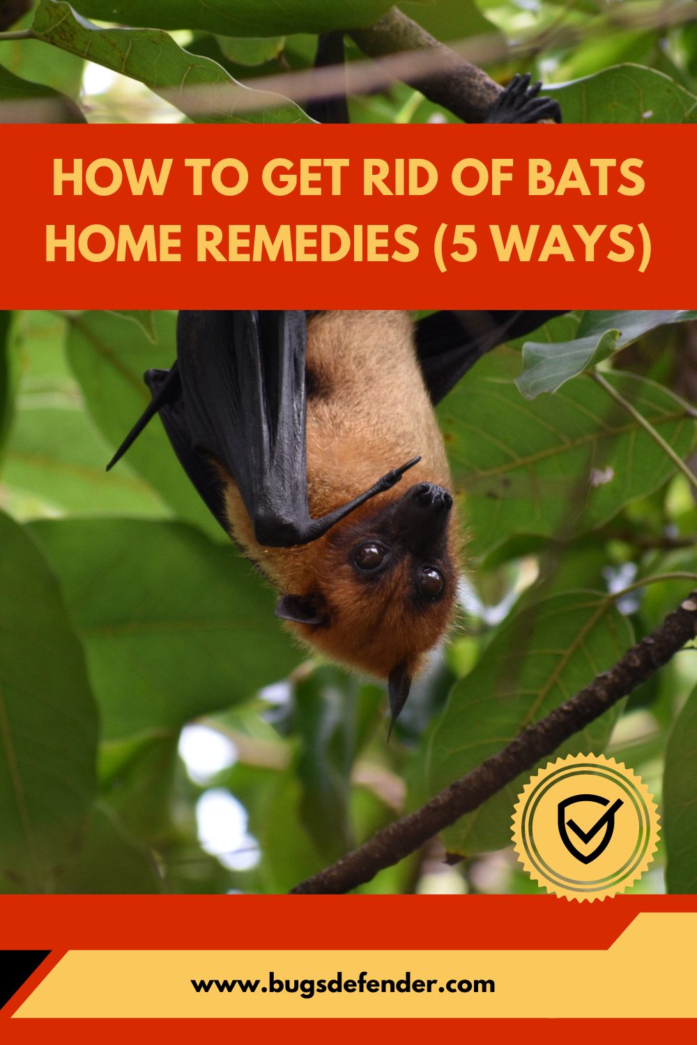 How To Get Rid Of Bats Home Remedies (5 Ways) pin2