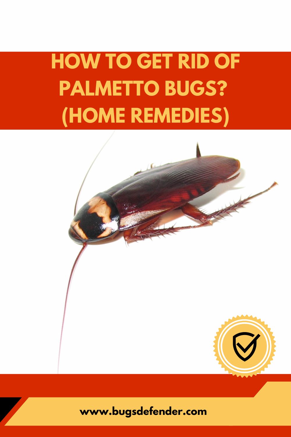 How To Get Rid Of Palmetto Bugs? (Home Remedies) pin 1