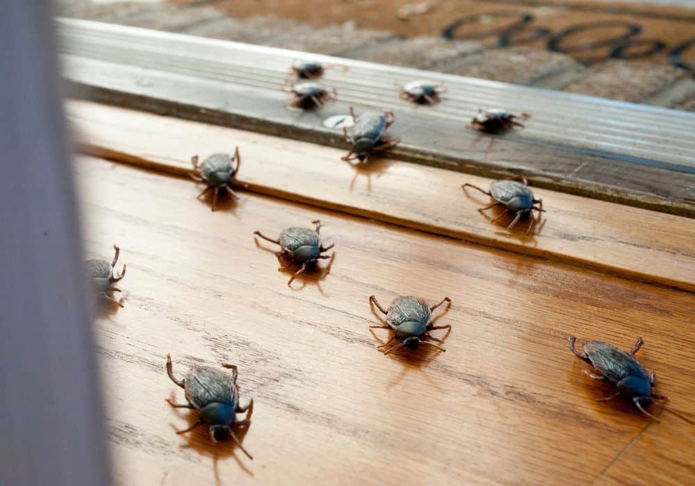 8 Ways to Get Rid of Baby Roaches 1