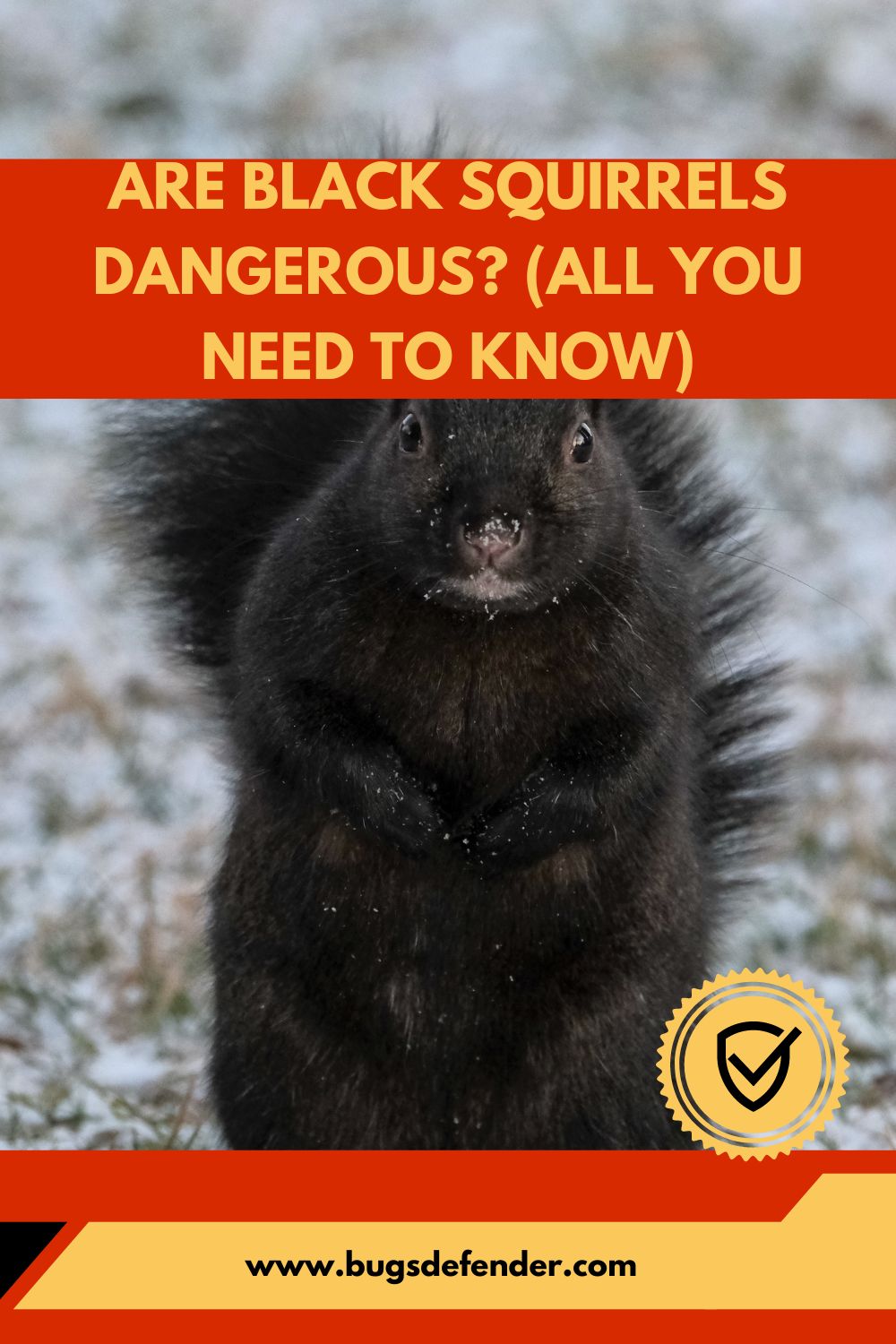 Are Black Squirrels Dangerous? (All You Need To Know) pin 1
