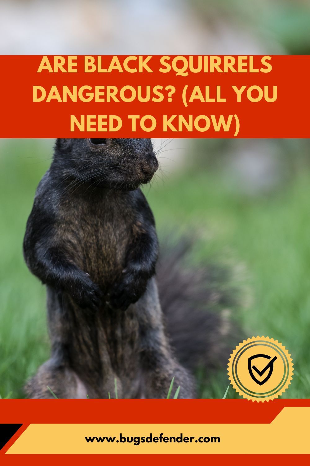 Are Black Squirrels Dangerous? (All You Need To Know) pin 2