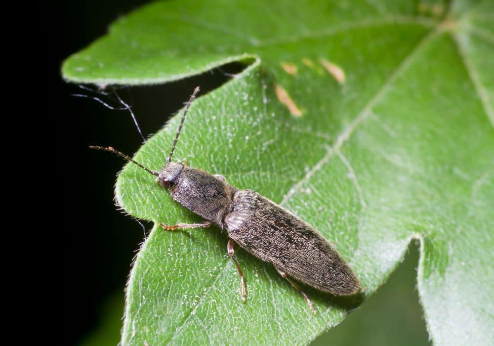 Are click beetles dangerous to you, your pets, or your home 1