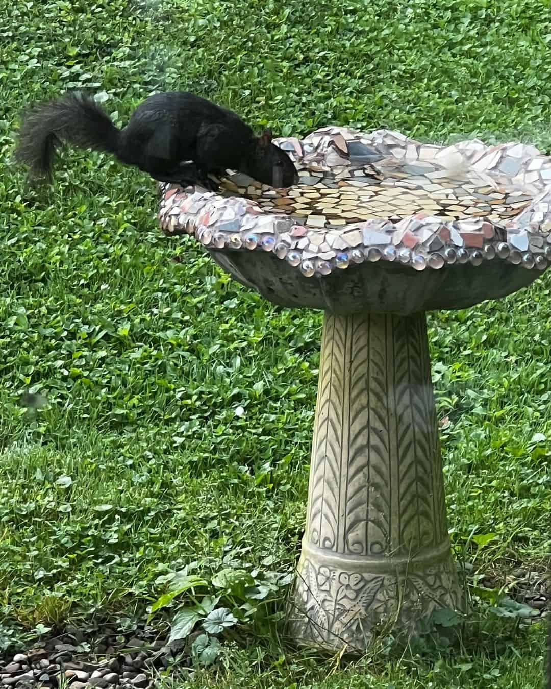 Help! Why is there a Black Squirrel in my Garden 1