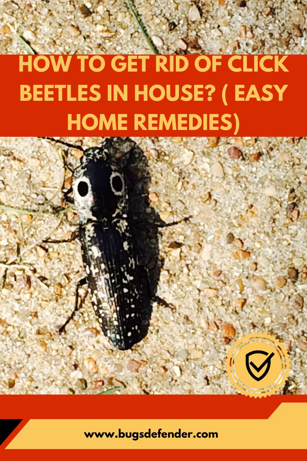 How To Get Rid Of Click Beetles In House? ( Easy Home Remedies) pin 1