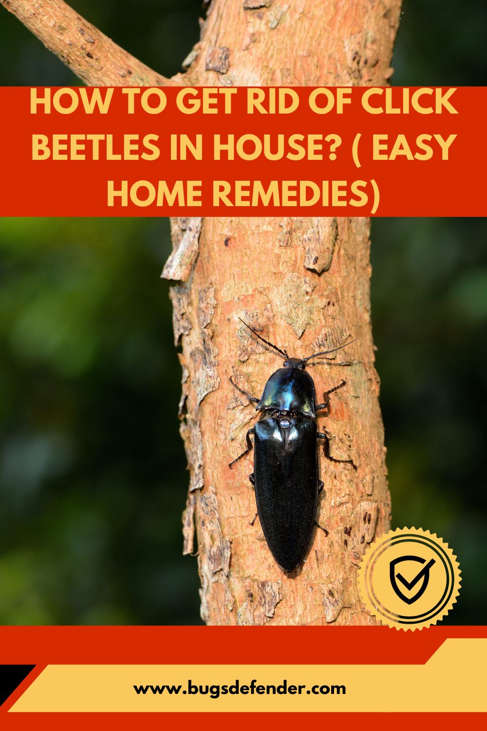 How To Get Rid Of Click Beetles In House? ( Easy Home Remedies) pin 2