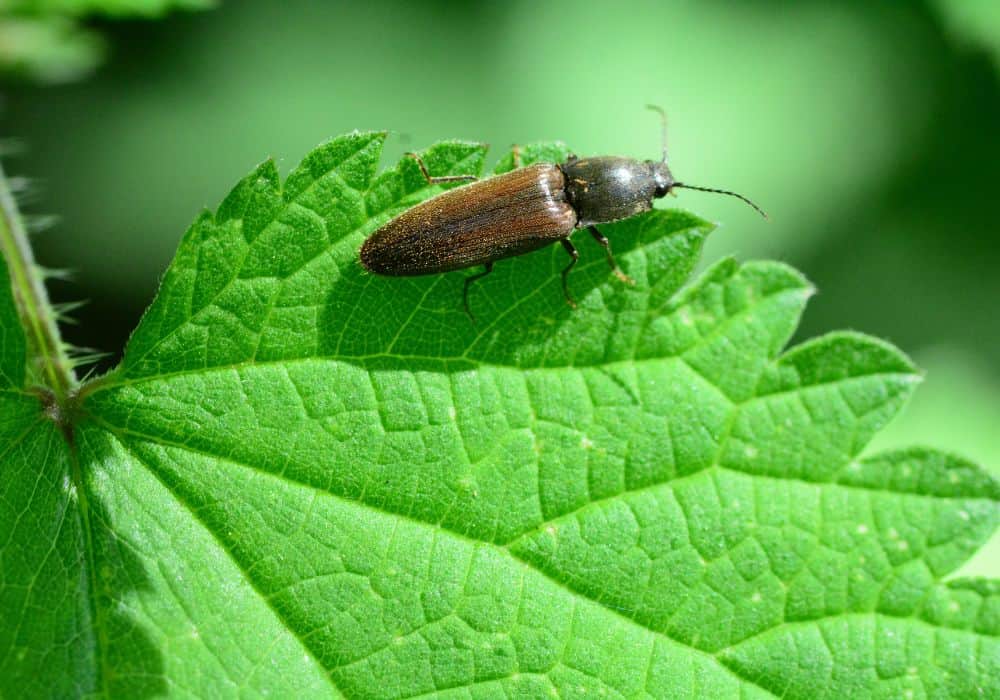 How to Get Rid of Click Beetles in House 1