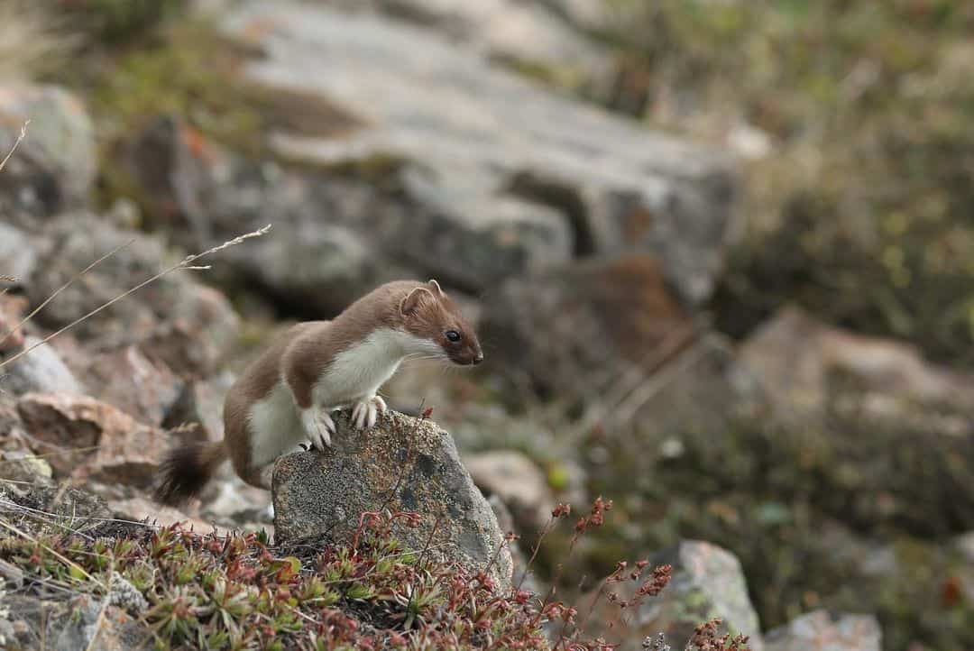 Other-Ways-of-Getting-Rid-of-Weasels1