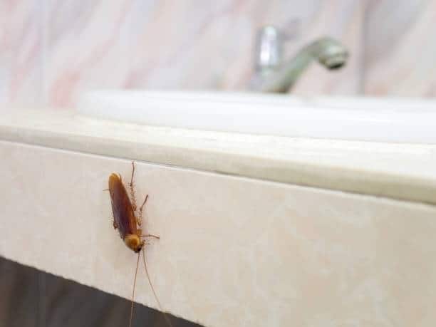 What-Are-Some-Ways-To-Get-Rid-Of-Water-Bugs1