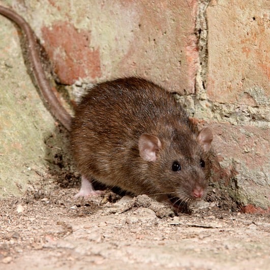 10-Home-Remedies-to-Deal-with-Rodent-Infestation-in-Your-House1