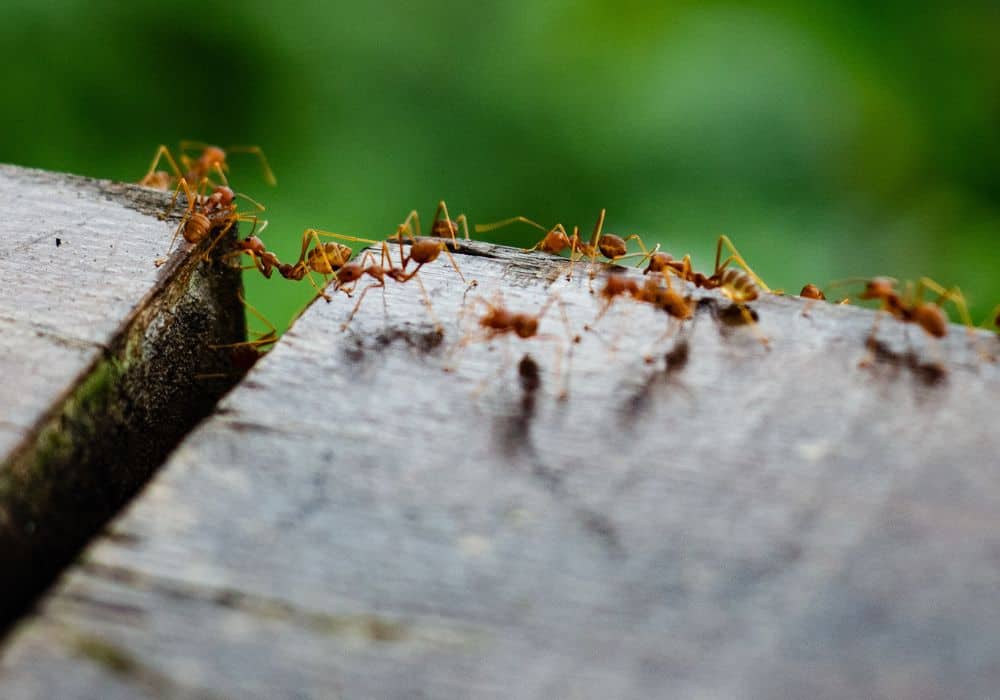 6-Tips-to-Prevent-Ant-Bites-on-Dogs1
