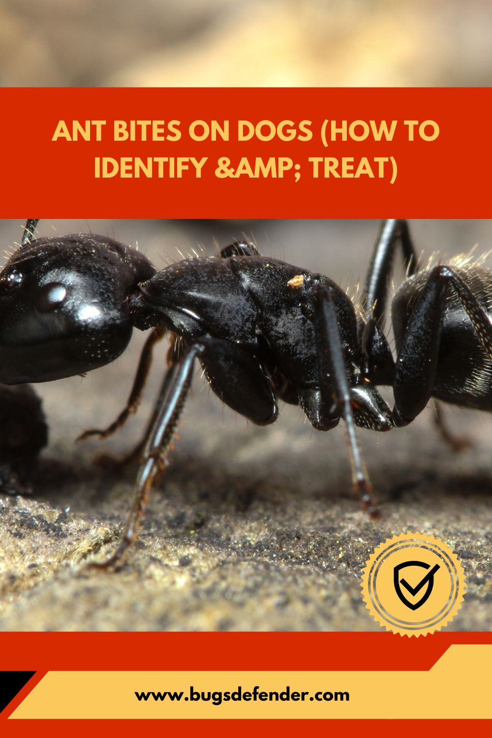 Ant Bites On Dogs (How To Identify & Treat) pin1