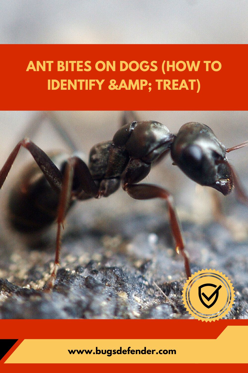 Ant Bites On Dogs (How To Identify & Treat) pin2