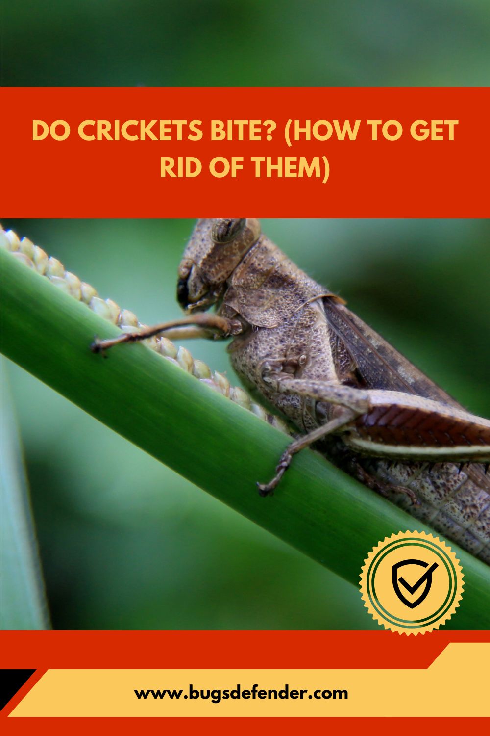 Do Crickets Bite (How To Get Rid Of Them) pin1