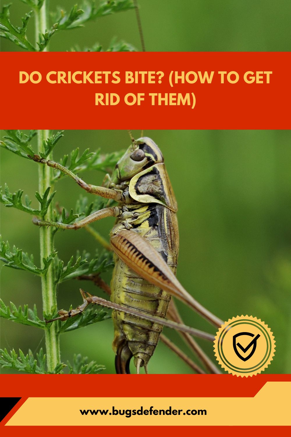 Do Crickets Bite (How To Get Rid Of Them) pin2
