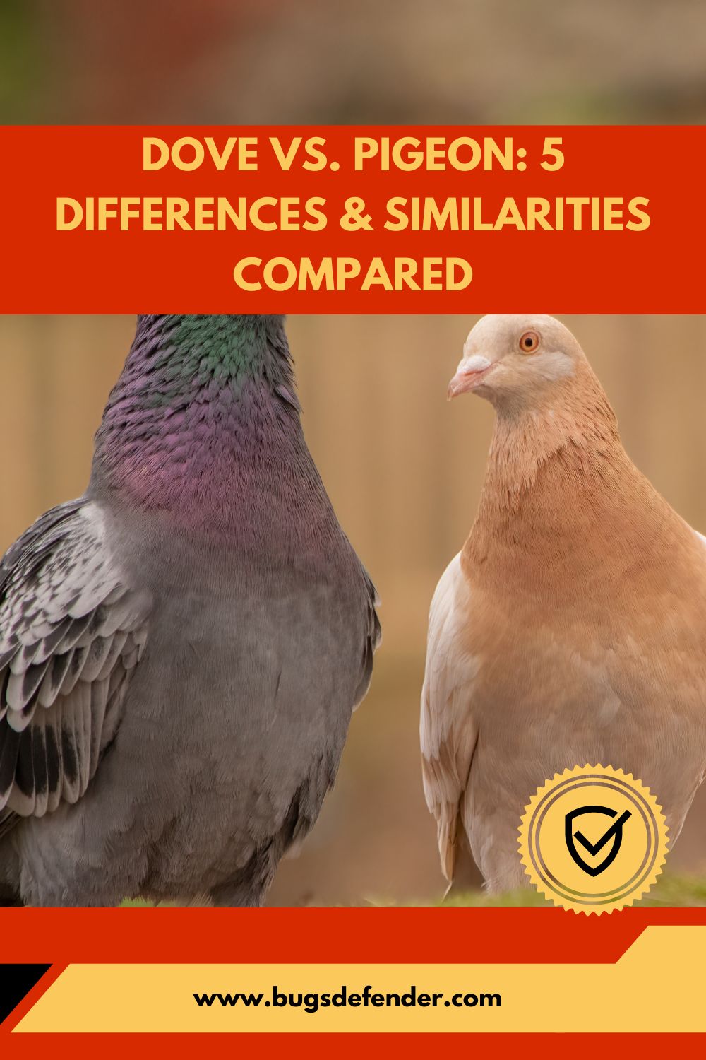 Dove VS. Pigeon-5 Differences & Similarities Compared pin1