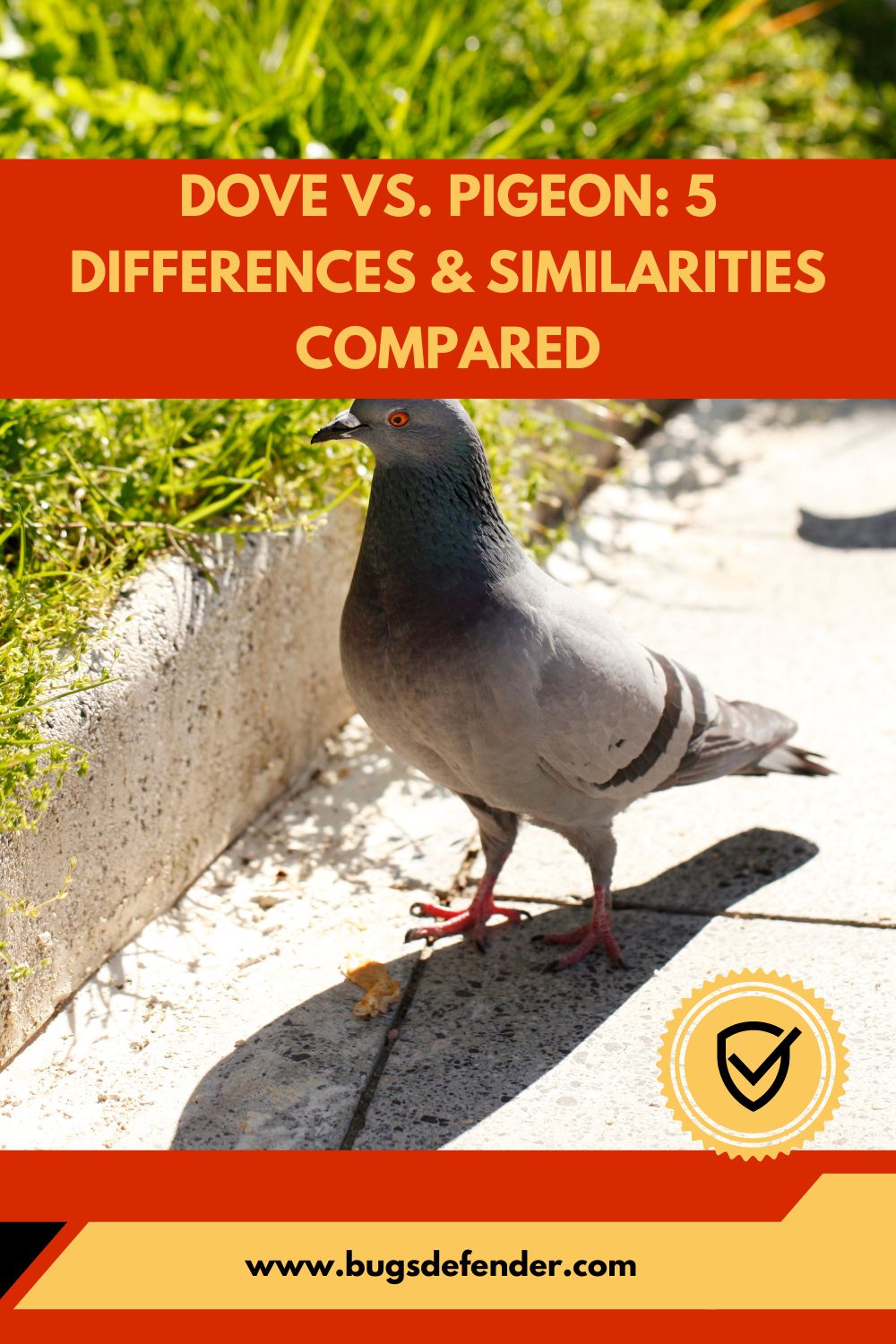 Dove VS. Pigeon-5 Differences & Similarities Compared pin2