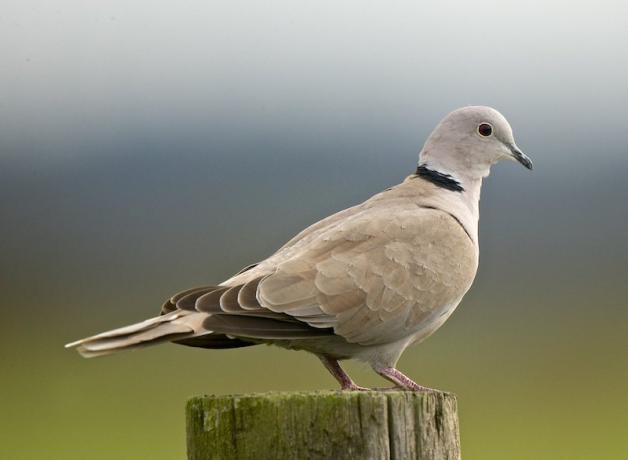 Eurasian-Collared-Dove1