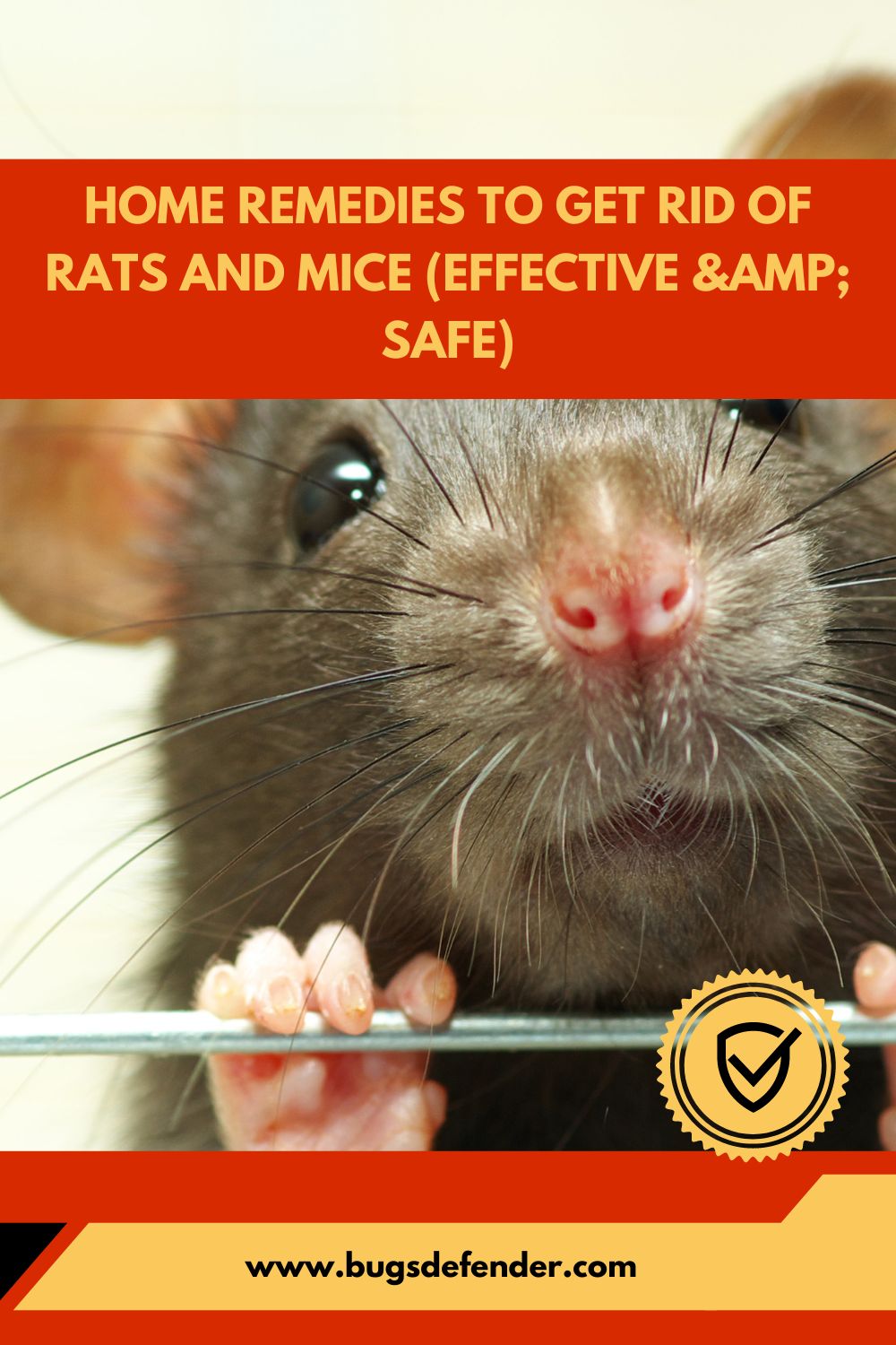 Home Remedies to Get Rid of Rats and Mice (Effective & Safe) pin1