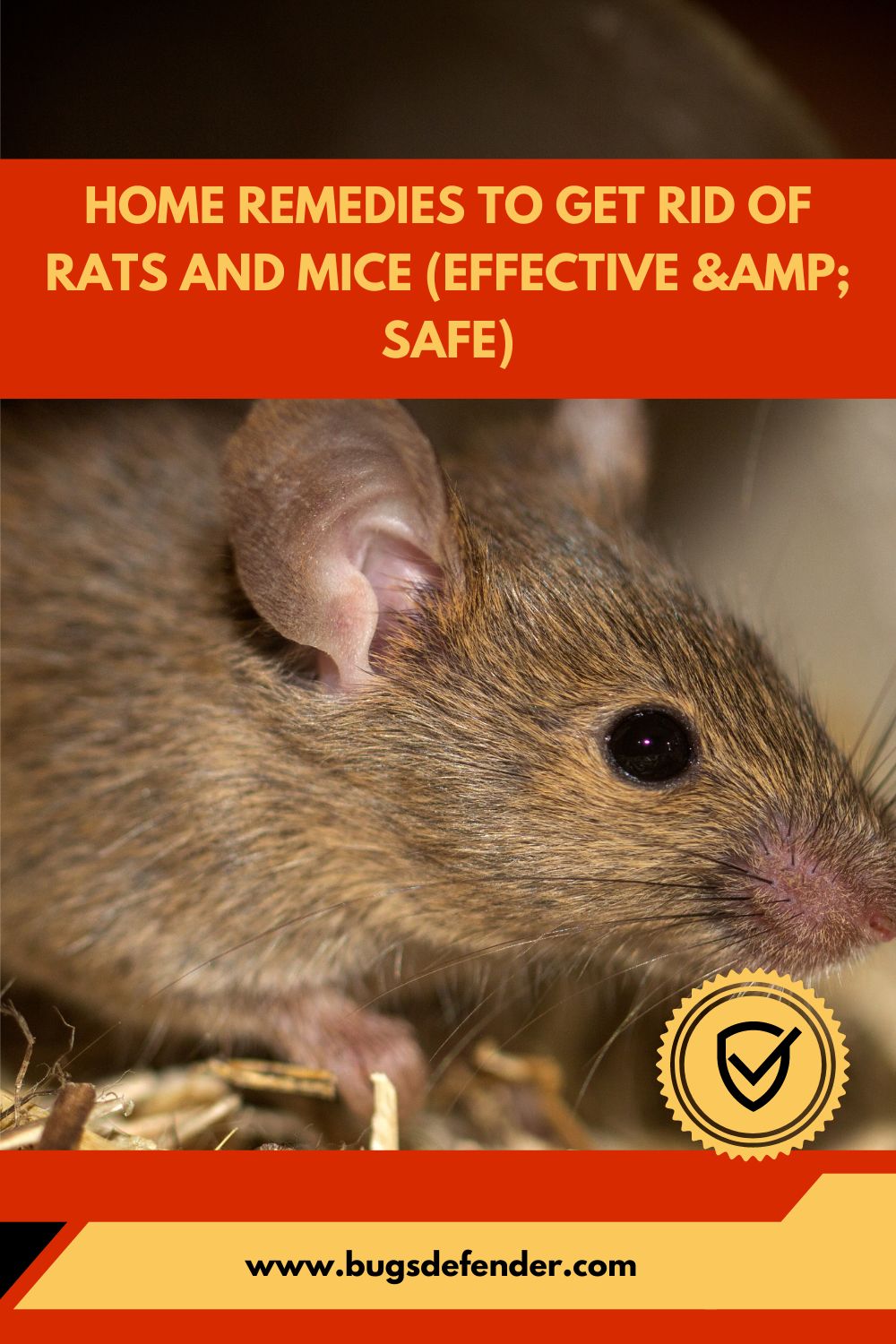 Home Remedies to Get Rid of Rats and Mice (Effective & Safe) pin2