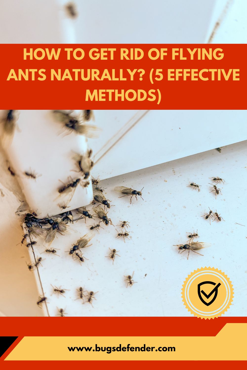 How To Get Rid Of Flying Ants Naturally pin1