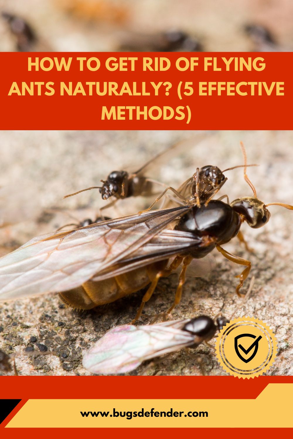 How To Get Rid Of Flying Ants Naturally pin2