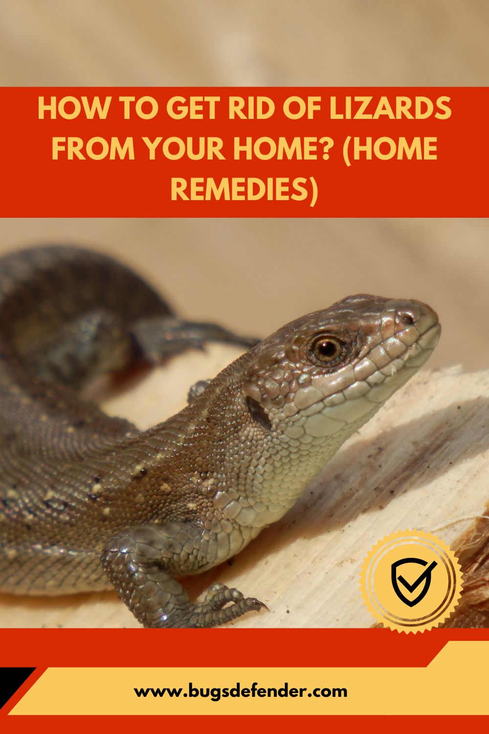 How To Get Rid Of Lizards From Your Home pin1