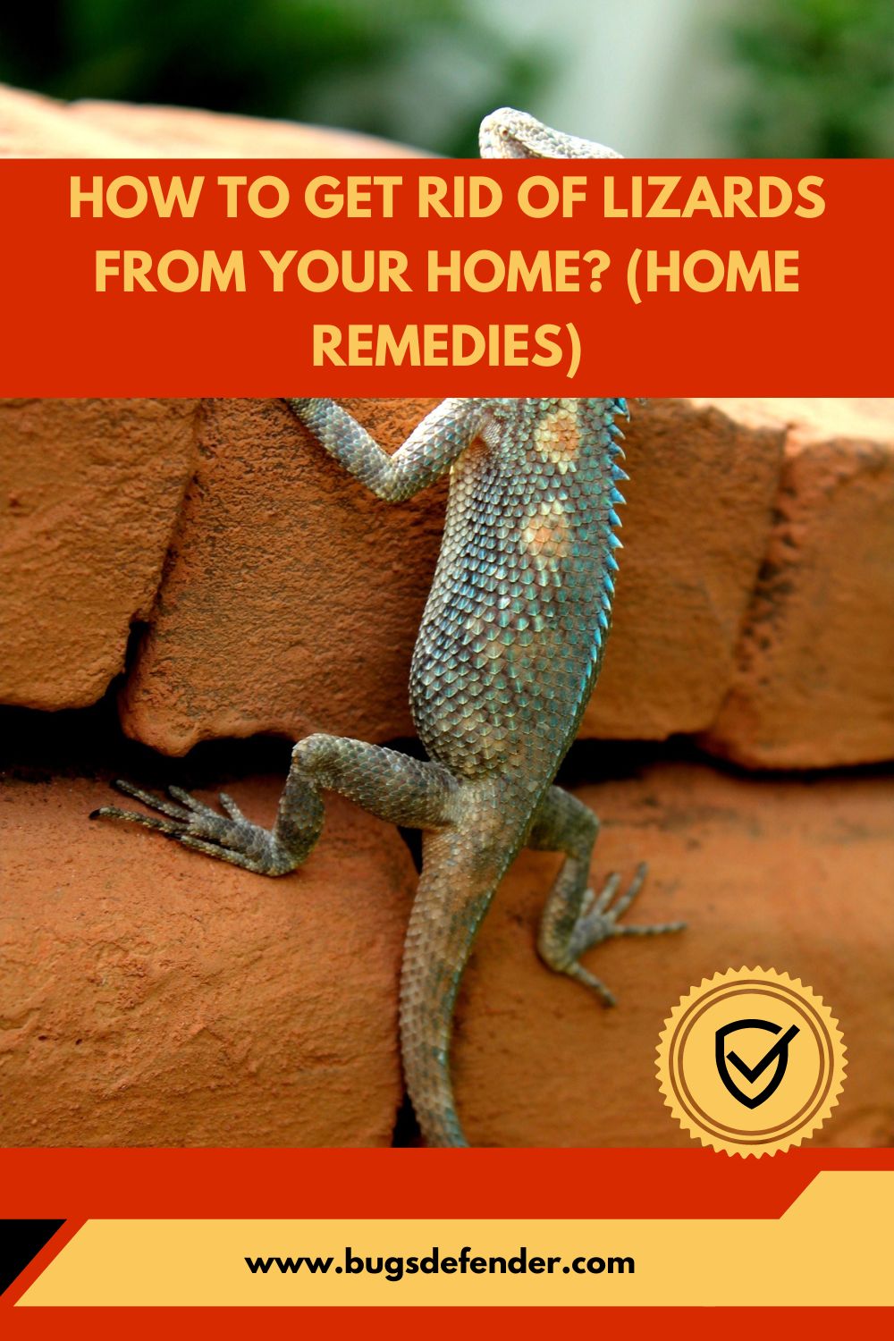 How To Get Rid Of Lizards From Your Home pin2
