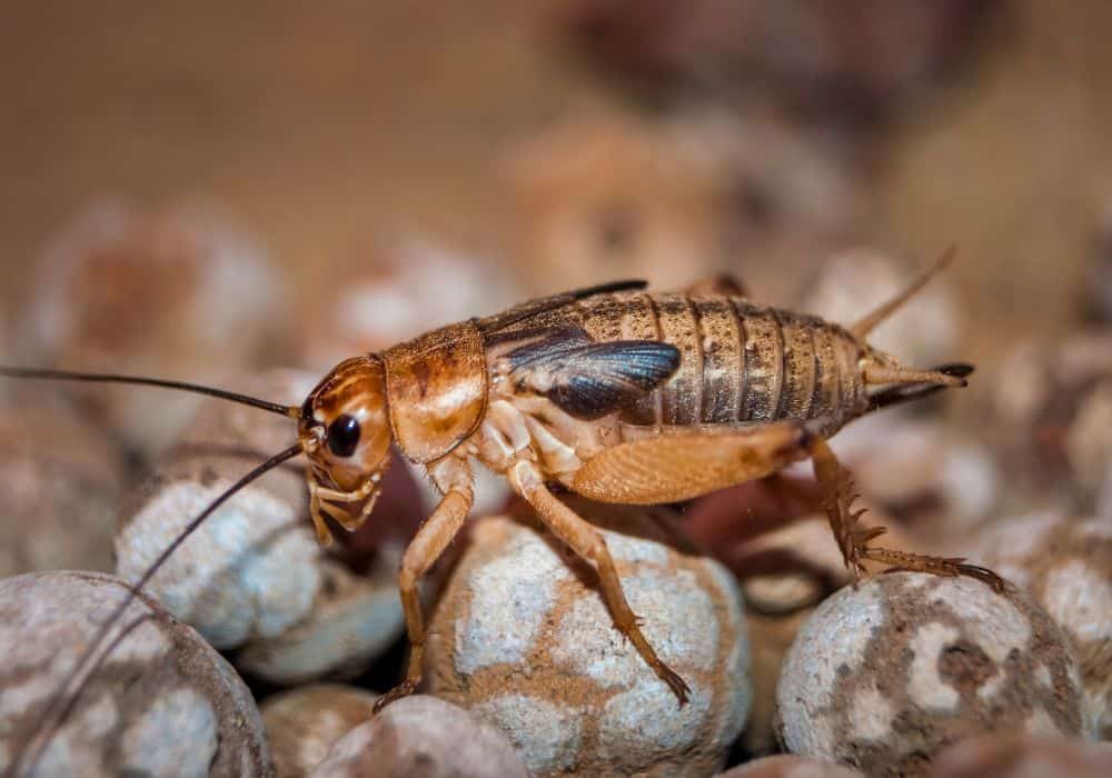 How-to-Get-Rid-of-Crickets-Fast1