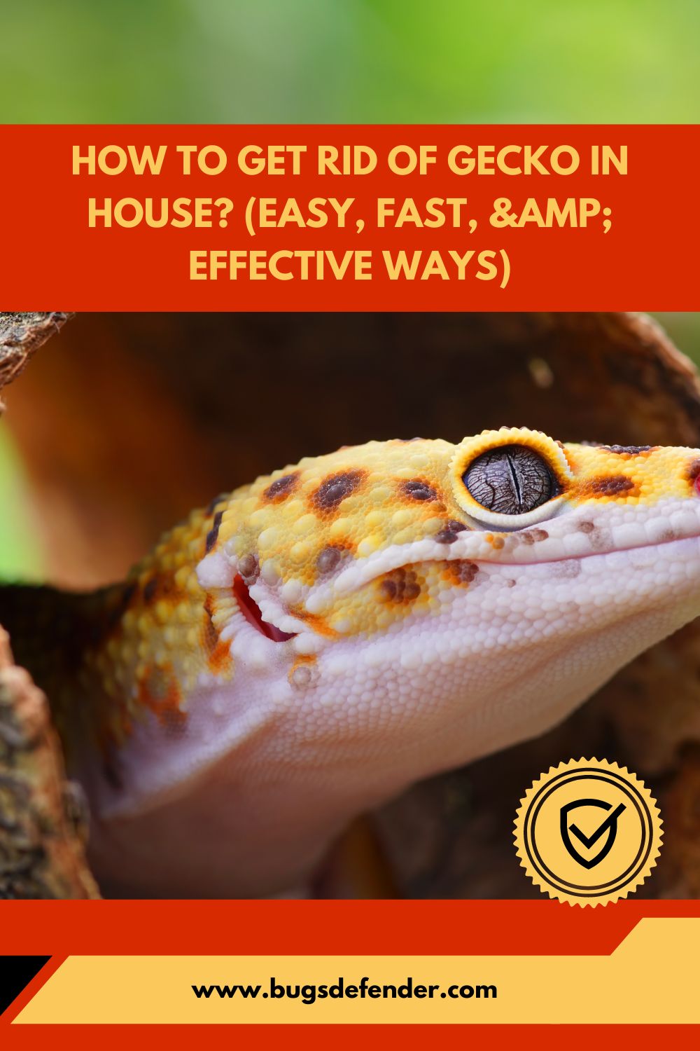 How to Get Rid of Gecko in House (Easy, Fast, & Effective Ways) pin2