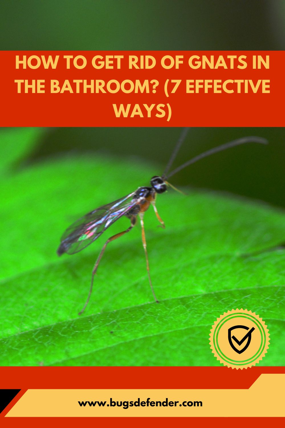 How to Get Rid of Gnats in the Bathroom pin2