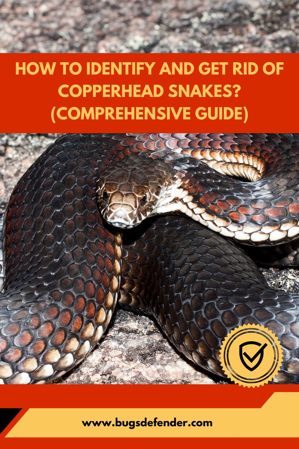 How to Identify and Get Rid of Copperhead Snakes (Comprehensive Guide) pin2