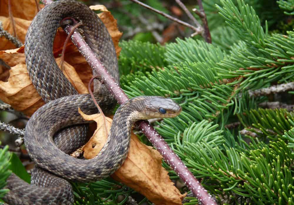 Remove-Sources-Of-Food-For-Snakes1