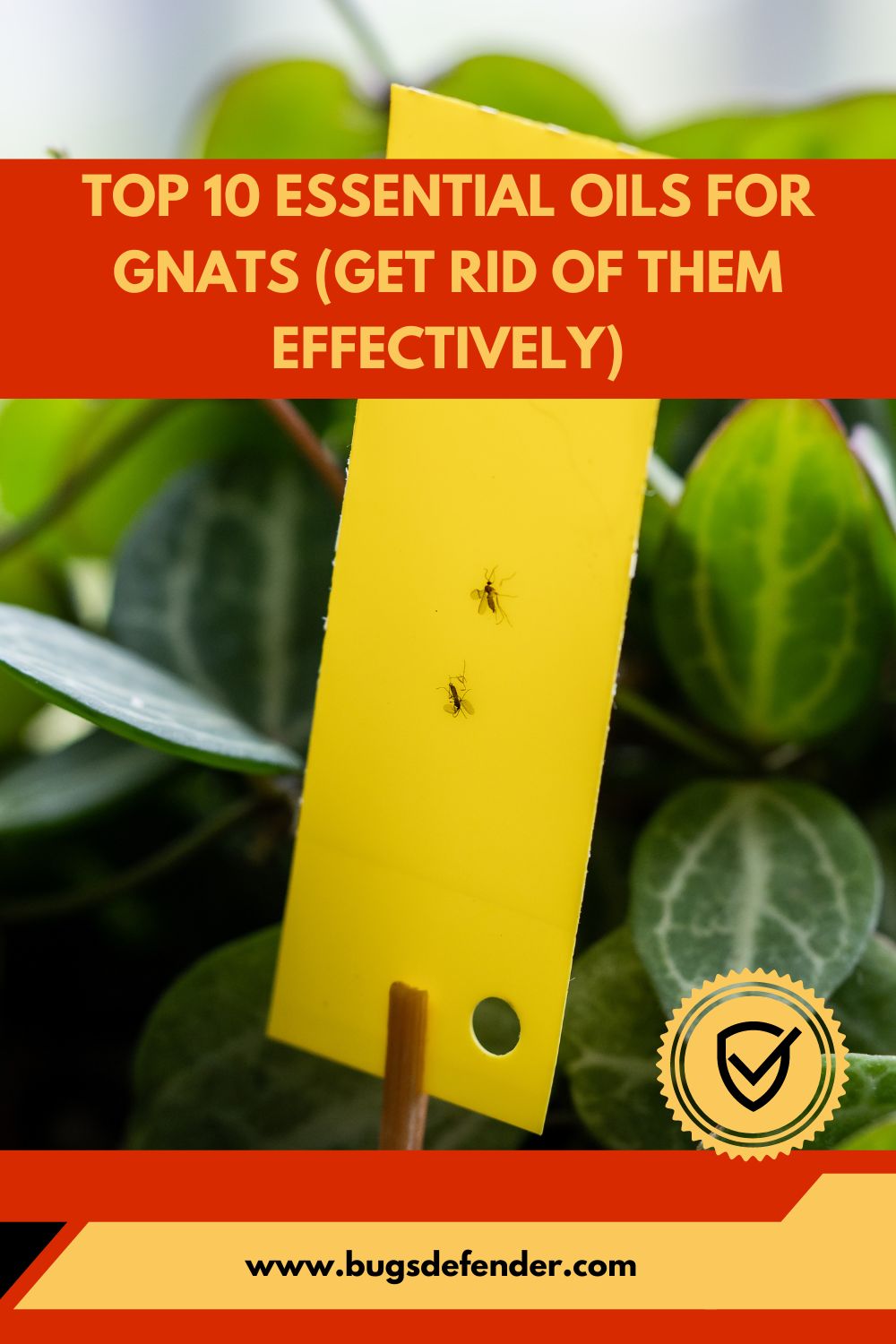 Top 10 Essential Oils For Gnats pin2