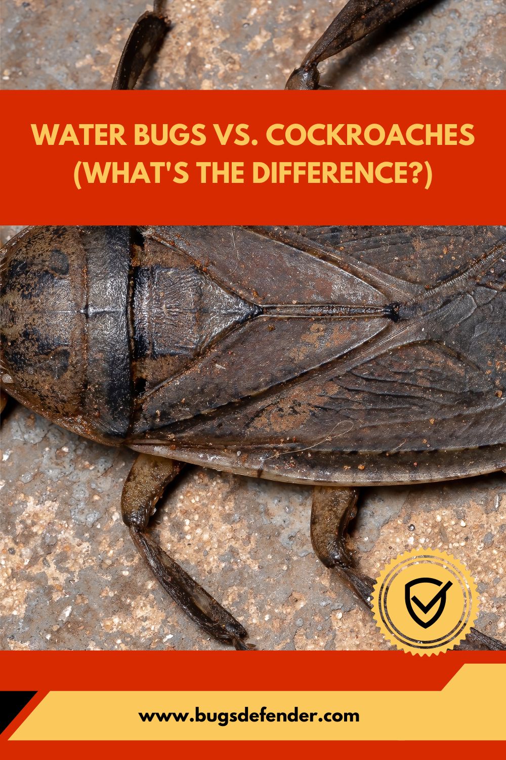 Water Bugs vs. Cockroaches (What's the Difference) pin1