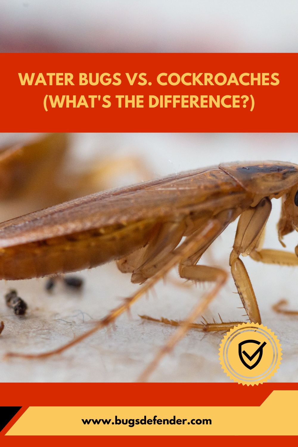 Water Bugs vs. Cockroaches (What's the Difference) pin2