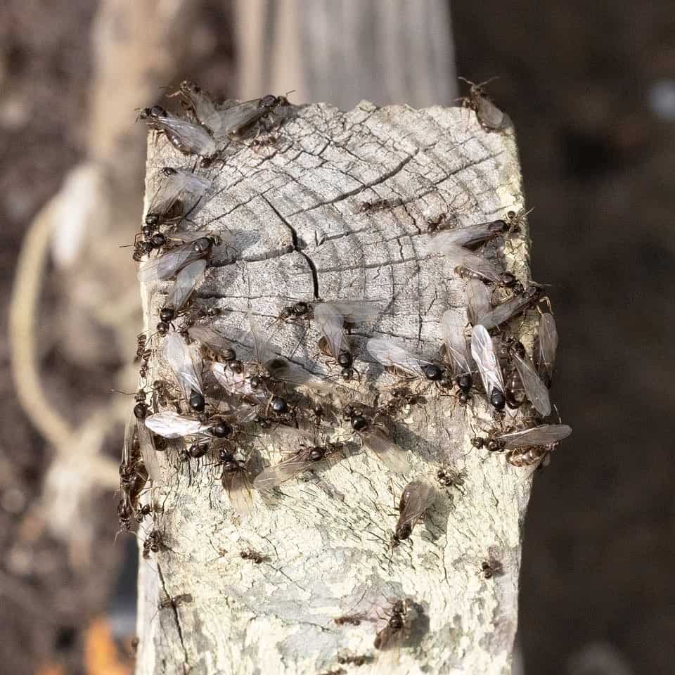 What Are Some Natural Ways To Get Rid Of Flying Ants1