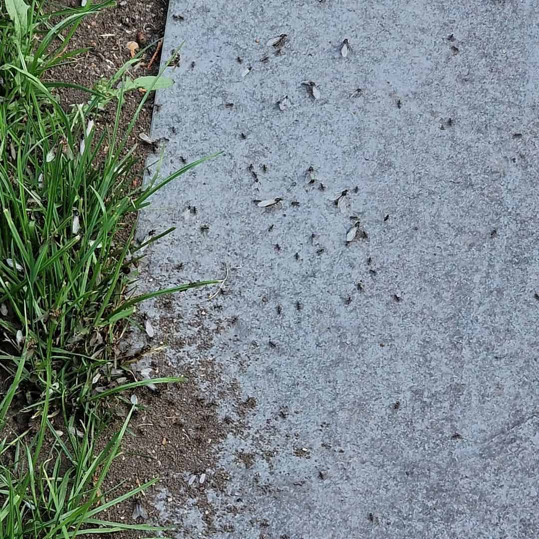 What Are Some Other Ways To Get Rid Of Flying Ants1