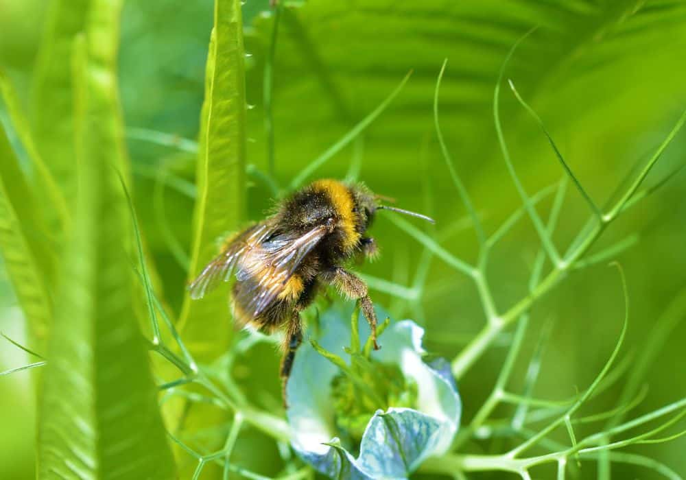 Why-Are-There-Bumble-Bees-in-My-Garden1