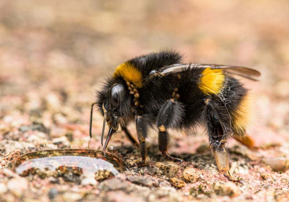 Why-You-Must-Be-Humane-When-Getting-Rid-of-Bumble-Bees1