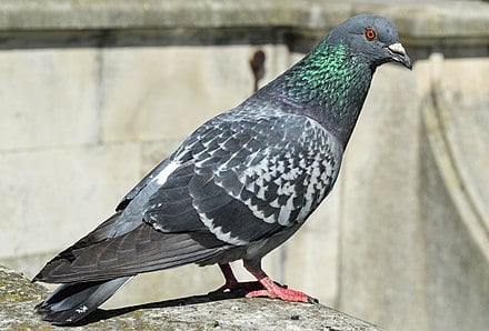 feral-pigeon1