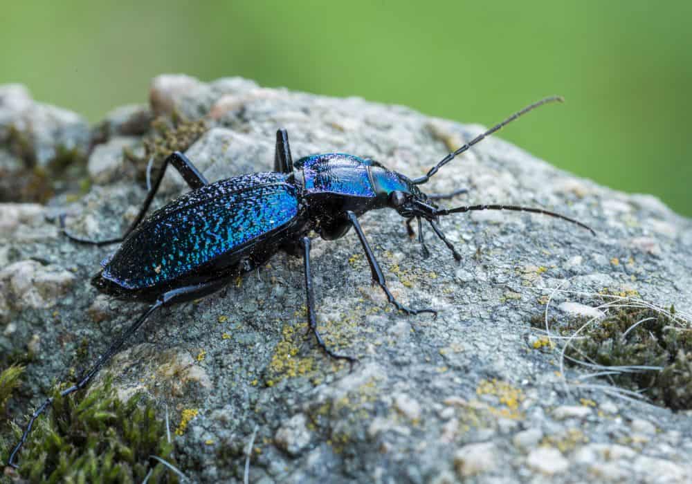 4 Major Ways to Get Rid of Ground Beetles1