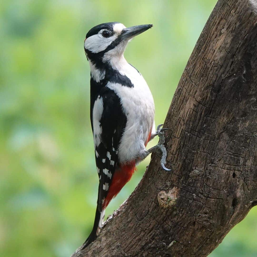 5 Effective Ways to Get Rid of Woodpeckers1