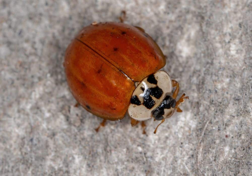 Are Asian Lady Beetles Dangerous1